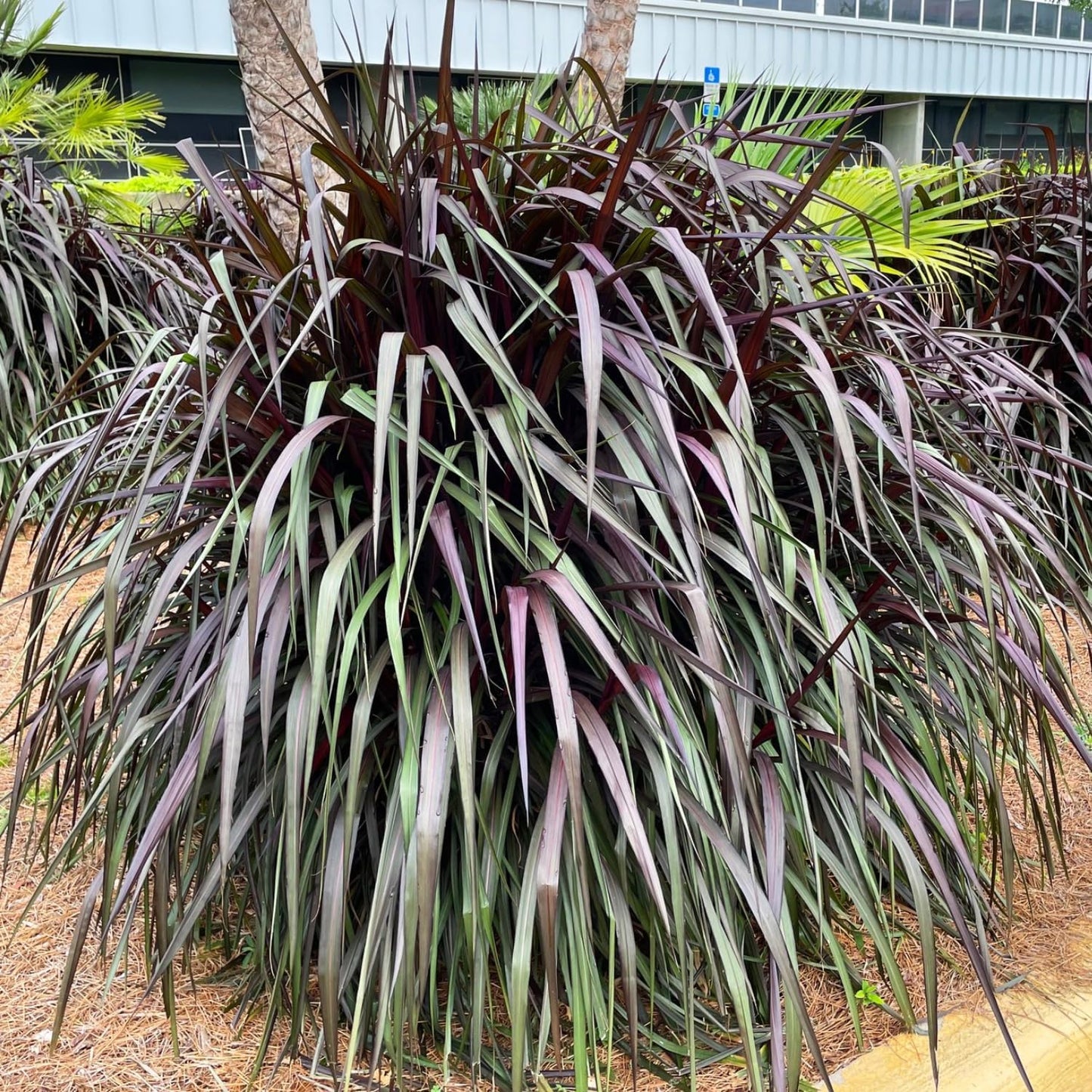Set 2 Grass Plants Live for Planting, 5-9 Inch Tall, Ornamental Grasses Live Plants Perennial Grass, Well-Rooted (Black Fountain Grass)