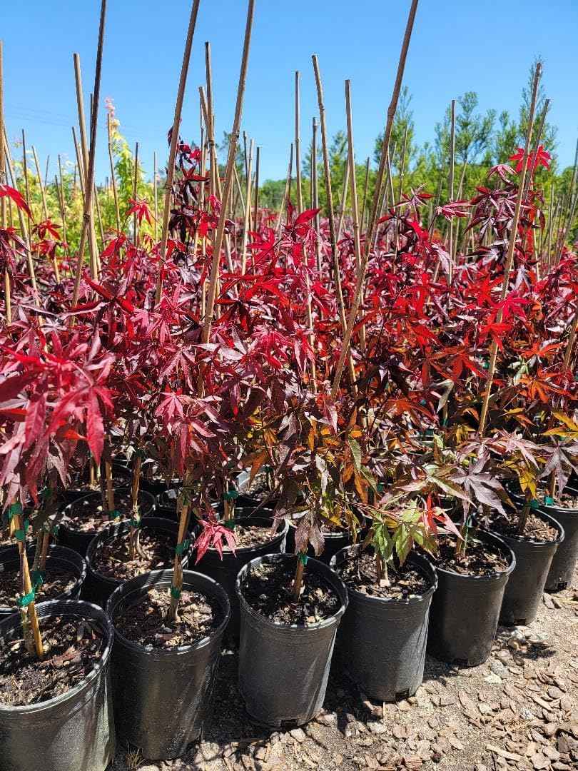 Emperor 1 Red Japanese Maple - Live Plant - (2.5 QT)