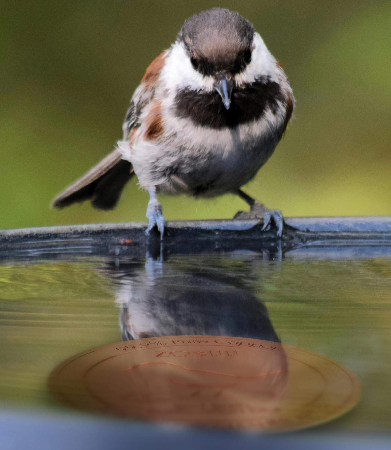 2 Pack Bird Bath Copper Disk, 0.6mm Thickness 99.9% Pure Copper Bird Bath Purification Disk with Triple-Point Support, Year-Round Use, Fits All Outdoor Bird Bath Bowl