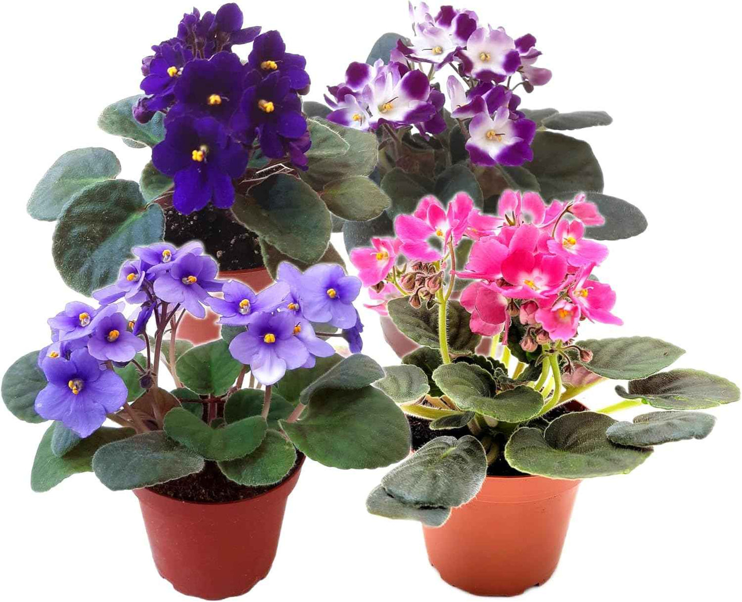 4-Pack of 4” Pots African Violets, Saintpaulia ionantha, from 12 Available Colors, Colors May Vary but All Different, African Violet Live Plant, African Violet Plants, Plant Gifts, Holiday Gifts