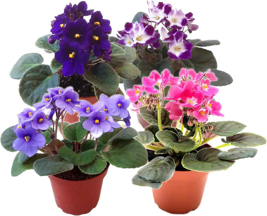 4-Pack of 4” Pots African Violets, Saintpaulia ionantha, from 12 Available Colors, Colors May Vary but All Different, African Violet Live Plant, African Violet Plants, Plant Gifts, Holiday Gifts