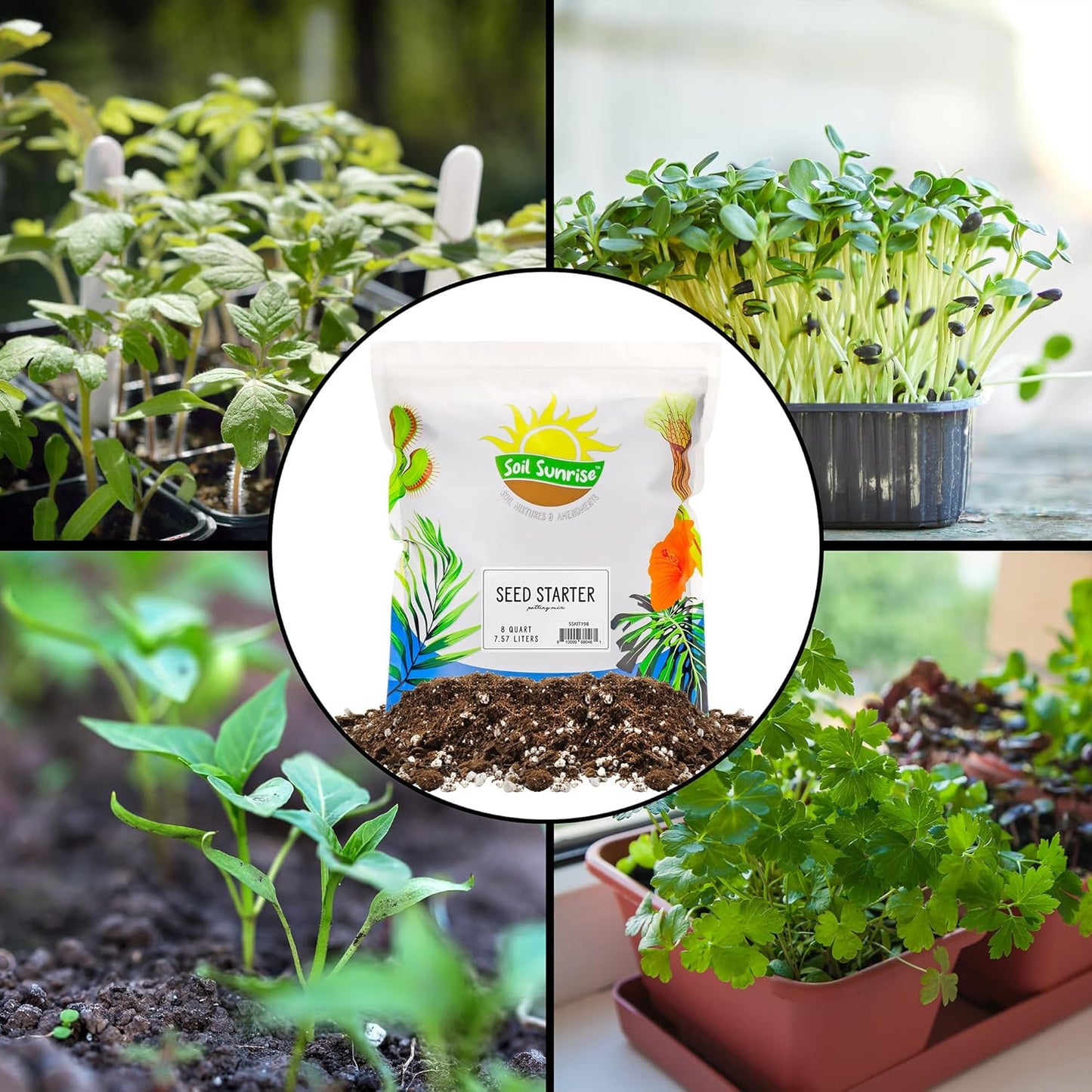 Soil Sunrise All Natural Seed Starting Mix (8 Quarts) Expert Grade Seed Starter Potting Mix, Start Herbs, Vegetables, and Other Grass