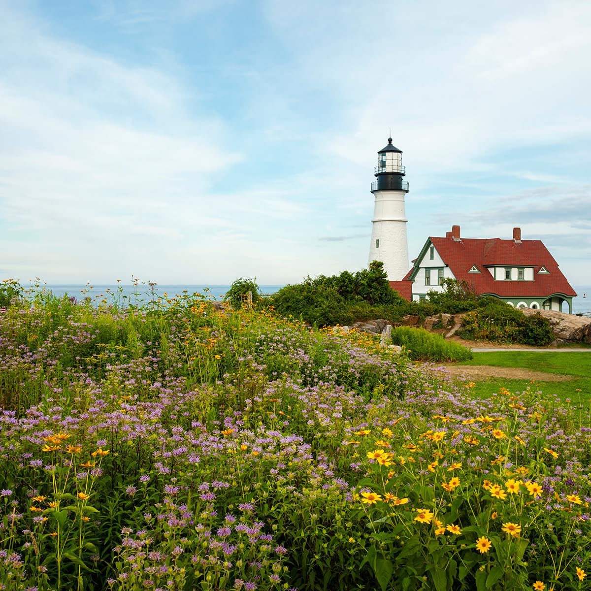Created By Nature Maine Wildflower State Mix, 15 Flower Varieties, 50,000 Seeds