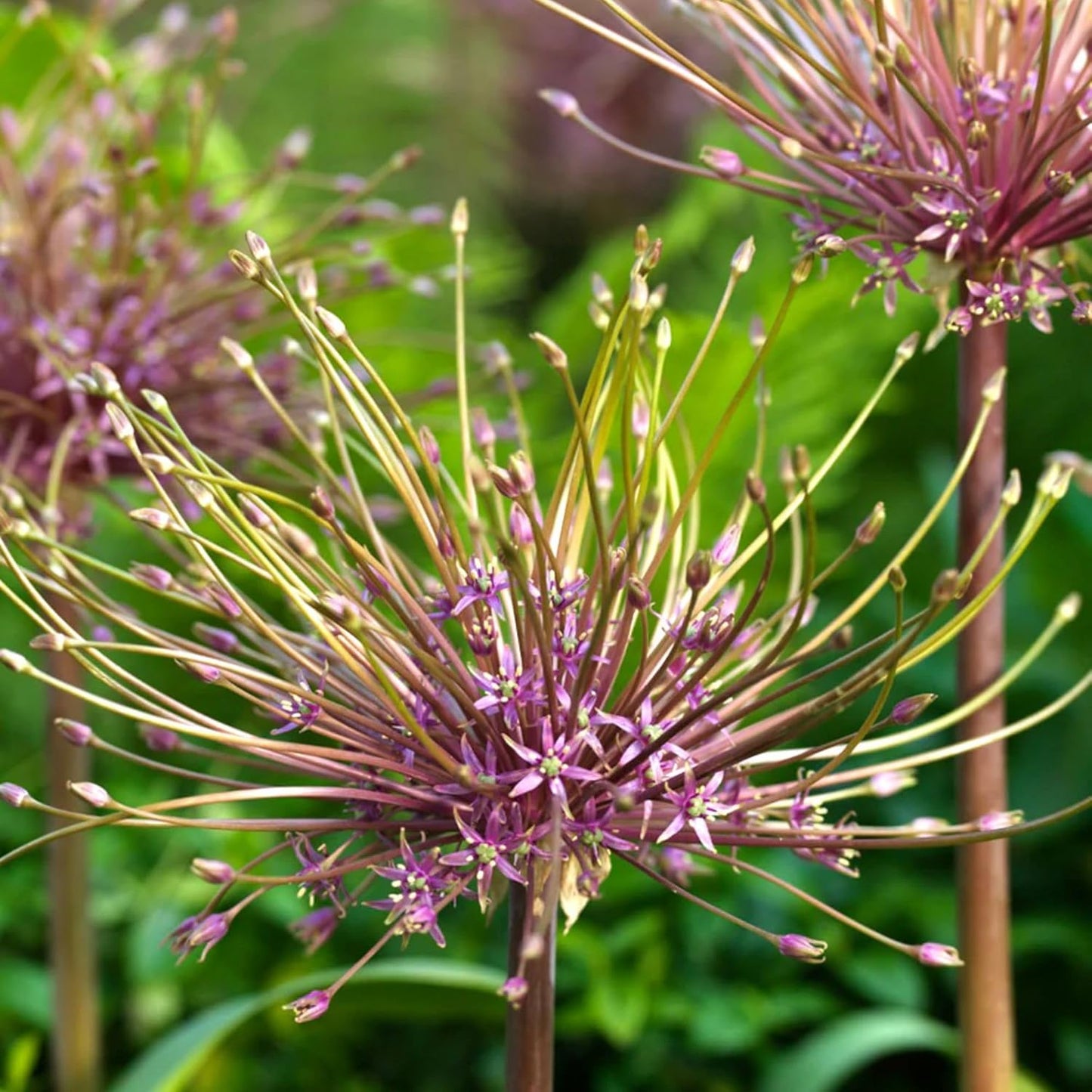 Votaniki Schubertii Allium Bulbs - Spectacular Blooms, Allium Schubertii (Ornamental Onion) | Spring Blooming Perennial - Easy to Grow (5 Pack)