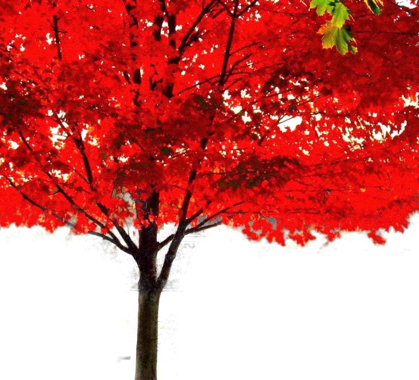 American Red Maple Shade Tree - Live Plant Shipped 2 to 3 Feet Tall by DAS Farms