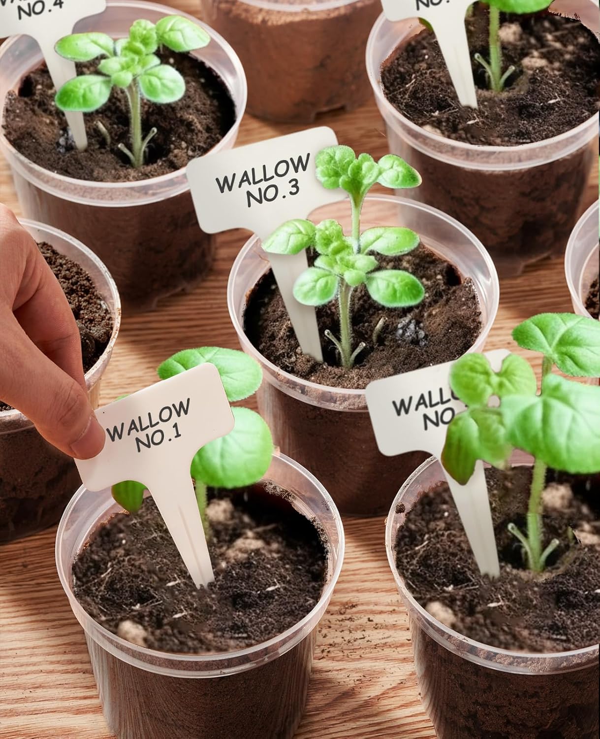 homenote Clear Nursery Pots for Plants,6.7 Inch Plant Pot for Planting Plastic Seedling with Drainage Holes Seed Starter Flower High Transparency with 20 Labels (15 Pack)