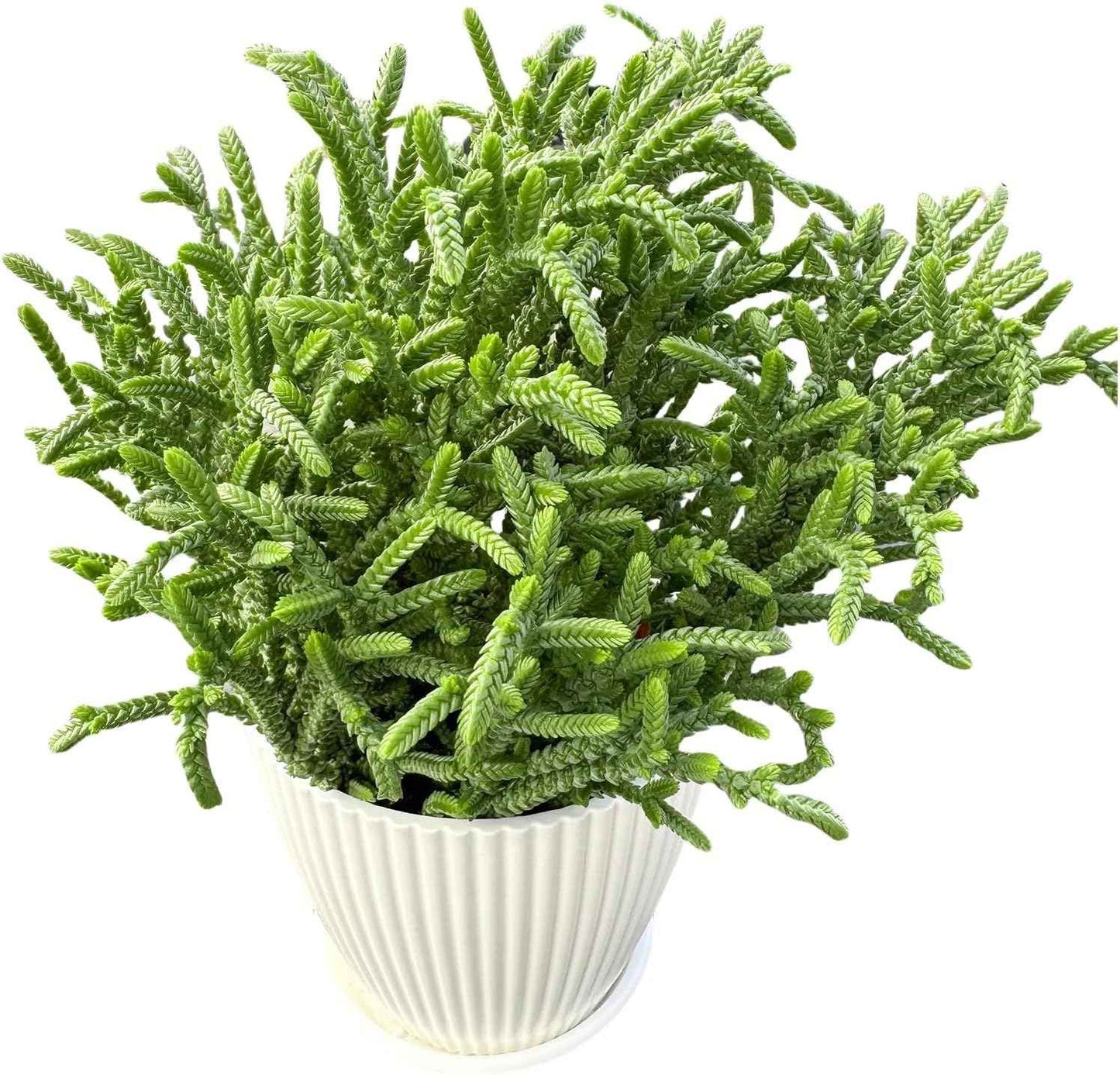 Live Succulent Plants Crassula muscosa (4 inch), with White Striped Pattern Plastic Pot, Easy Care Houseplant, Unique Gifts, Home Office Décor