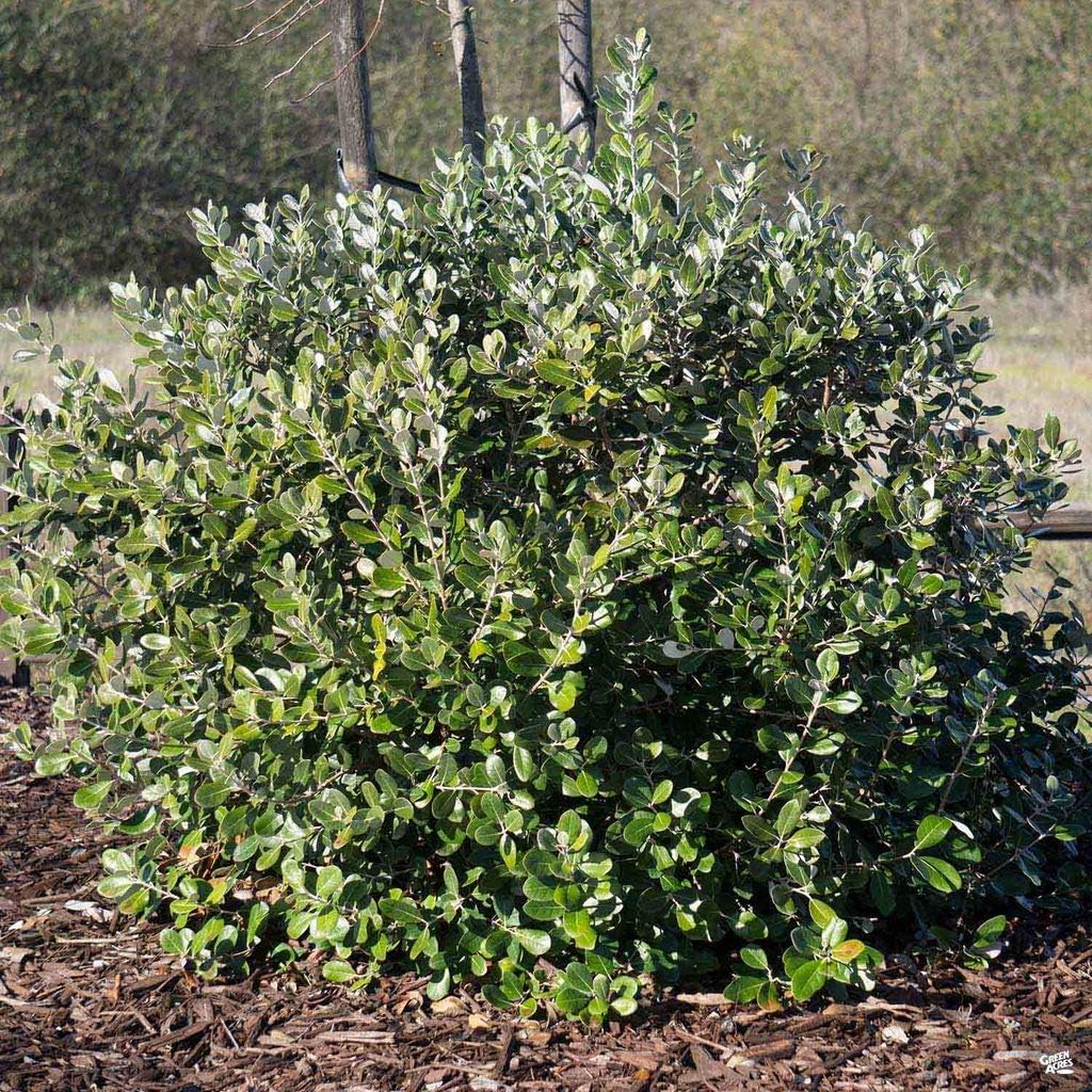 Pineapple Guava Plant - 12 Live 4 Inch Plants - Feijoa Sellowiana - Edible Flowers and Fruit
