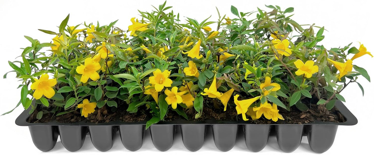 Carolina Jasmine | 50 Live Plants | Gelsemium sempervirens | Fast-Growing Flowering Vine for Trellises & Fences | Climbing Landscape Plants