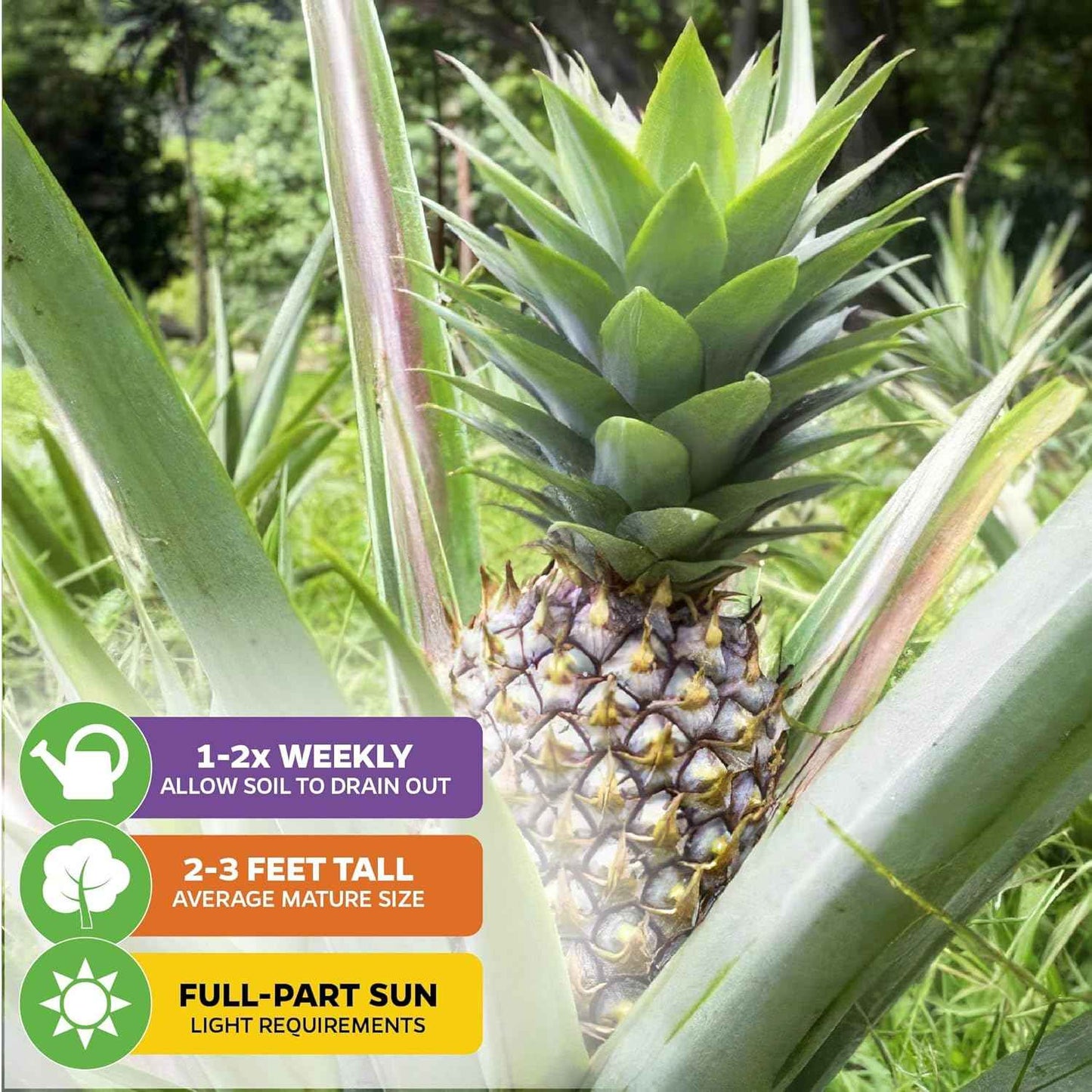 White Jade Pineapple Live Plant - Ananas Comosus - Wellspring Gardens Starter Plant - Ideal Pineapple Plant Live Easy to Grow Starter Plant Great for Outdoor and Patio Planting Growth (2-Pack)
