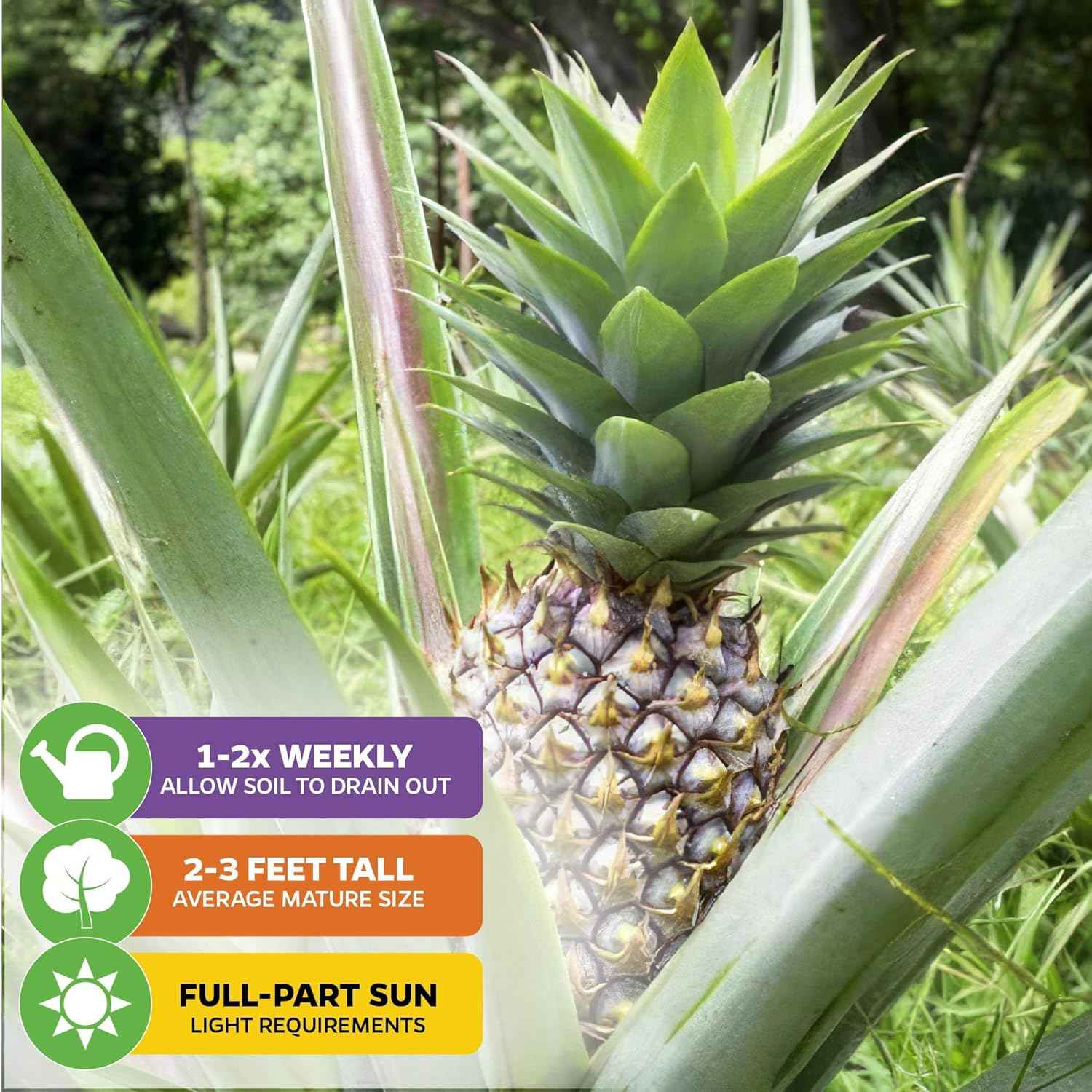 White Jade Pineapple Live Plant - Ananas Comosus - Wellspring Gardens Starter Plant - Ideal Pineapple Plant Live Easy to Grow Starter Plant Great for Outdoor and Patio Planting Growth (2-Pack)