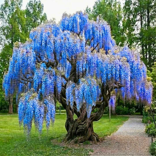 Blue-Purple Wisteria Tree Live Plant 1 Year Old Seedling, Purple Wisteria Live Plants for Outdoor Garden, 6-13" in Tall, Dormant