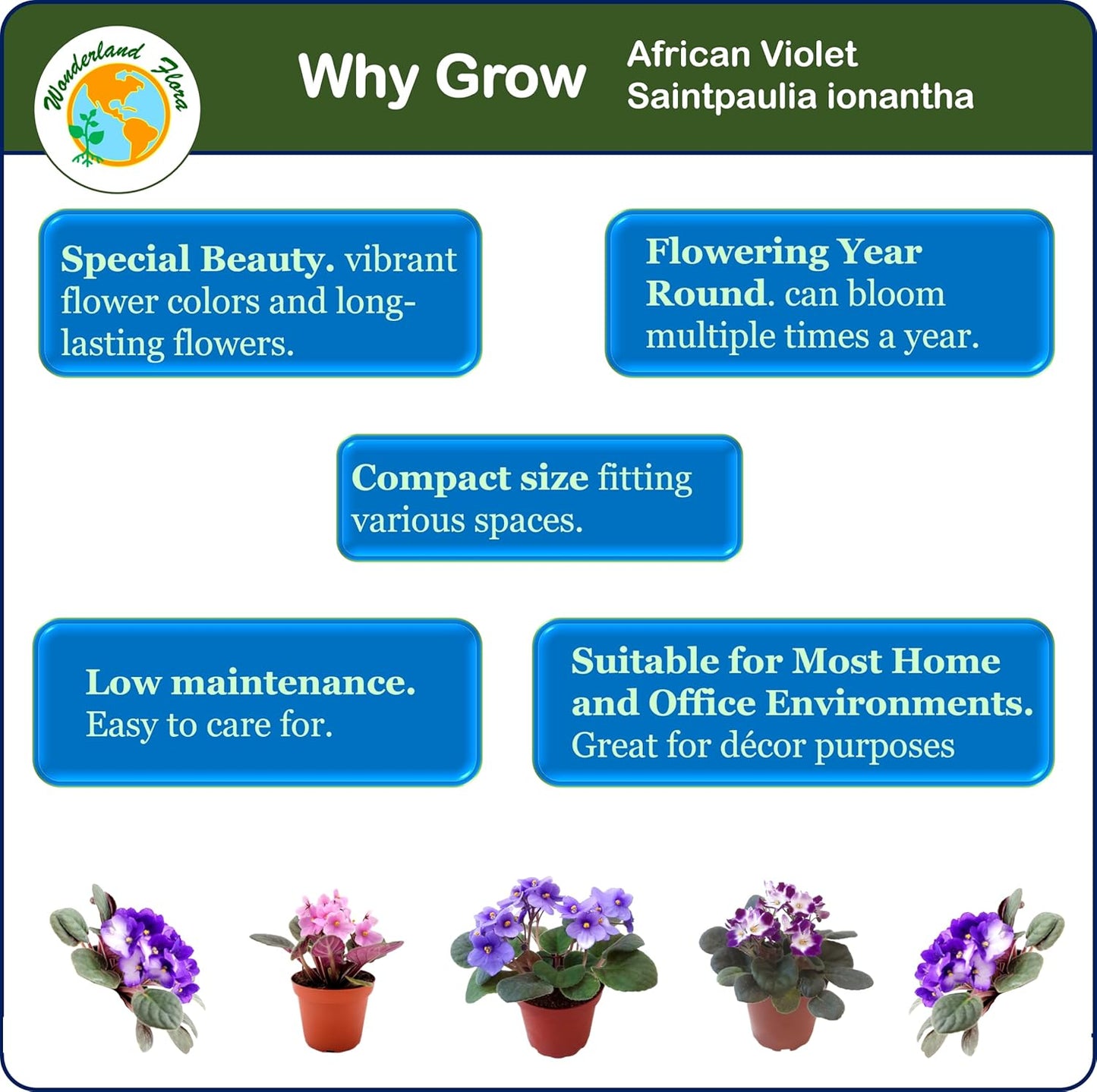 4-Pack of 4” Pots African Violets, Saintpaulia ionantha, from 12 Available Colors, Colors May Vary but All Different, African Violet Live Plant, African Violet Plants, Plant Gifts, Holiday Gifts