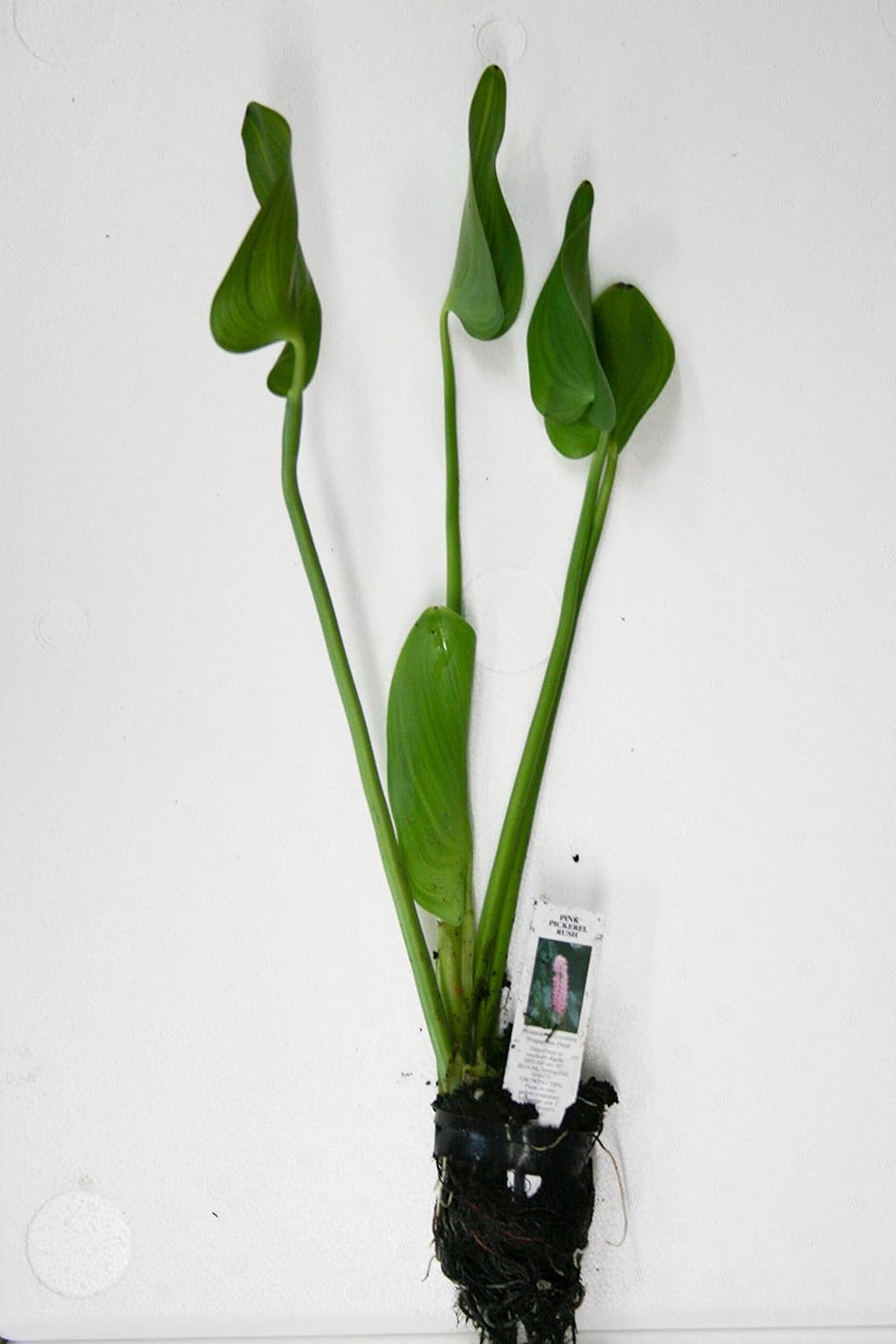POND PLANT PICKEREL, PINK