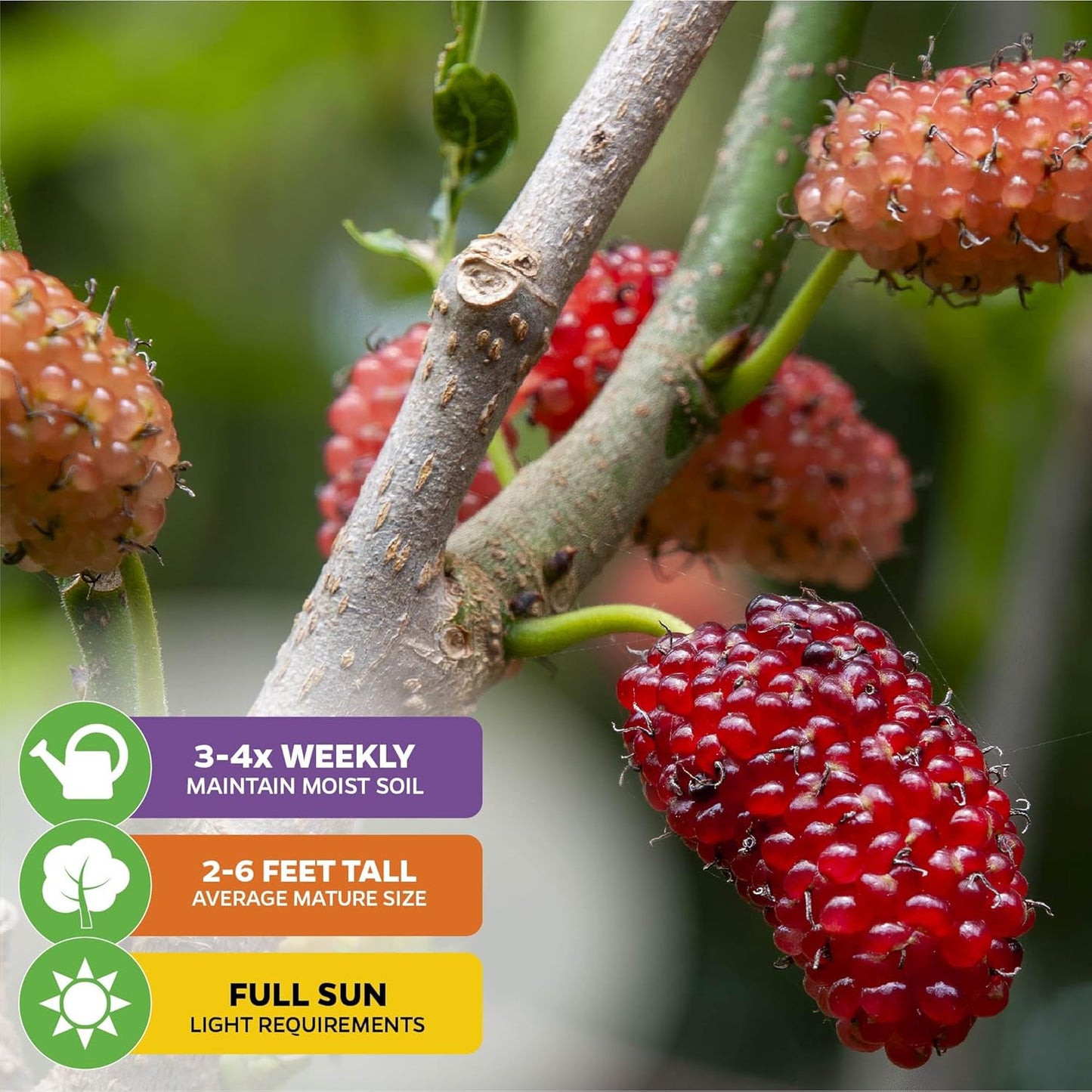 Dwarf Everbearing Black Mulberry Tree Live Plant – Morus nigra – Wellspring Gardens - Premium Fruit Tree for Indoor & Outdoor Planting – Ideal for Gardens, Patio, Landscaping (2-Pack)