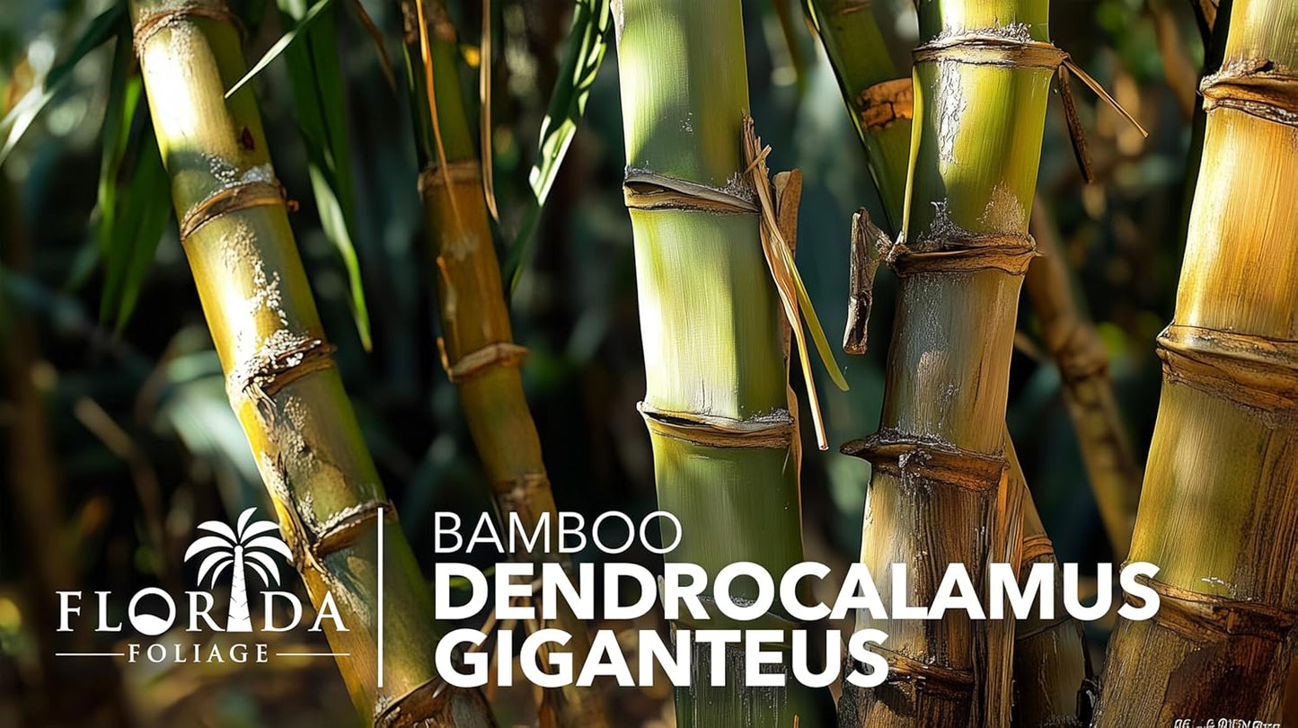 Dendrocalamus Giganteus Bamboo | 1 Large Trade Gallon Size Plant | Fast-Growing Privacy Screen | Giant Live Outdoor Greenery | Sustainable Garden Solution