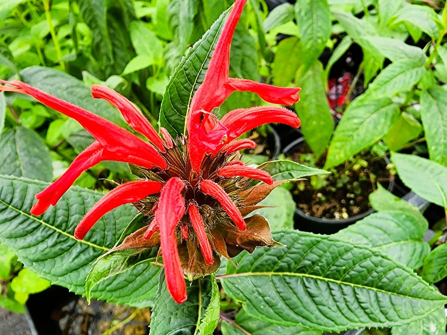 Greenwood Nursery: Live Perennial Plants - Bee Balm Jacob Cline + Monarda Didyma - [Qty: 2X Pint Pots] - (Click for Other Available Plants/Quantities)