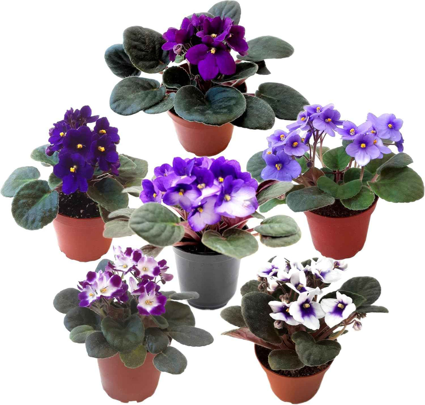 4-Pack of 4” Pots African Violets, Saintpaulia ionantha, from 12 Available Colors, Colors May Vary but All Different, African Violet Live Plant, African Violet Plants, Plant Gifts, Holiday Gifts