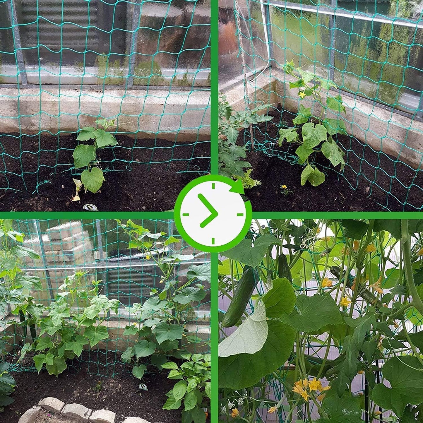 Trellis Netting for Climbing Plants - Heavy Duty Garden Trellis Netting for Cucumber, Vine, Fruits & Vegetables Tomato Plants Trellis Net, Climbing Vining Plants (2-Pack 32.8' x 6.6'Ft)