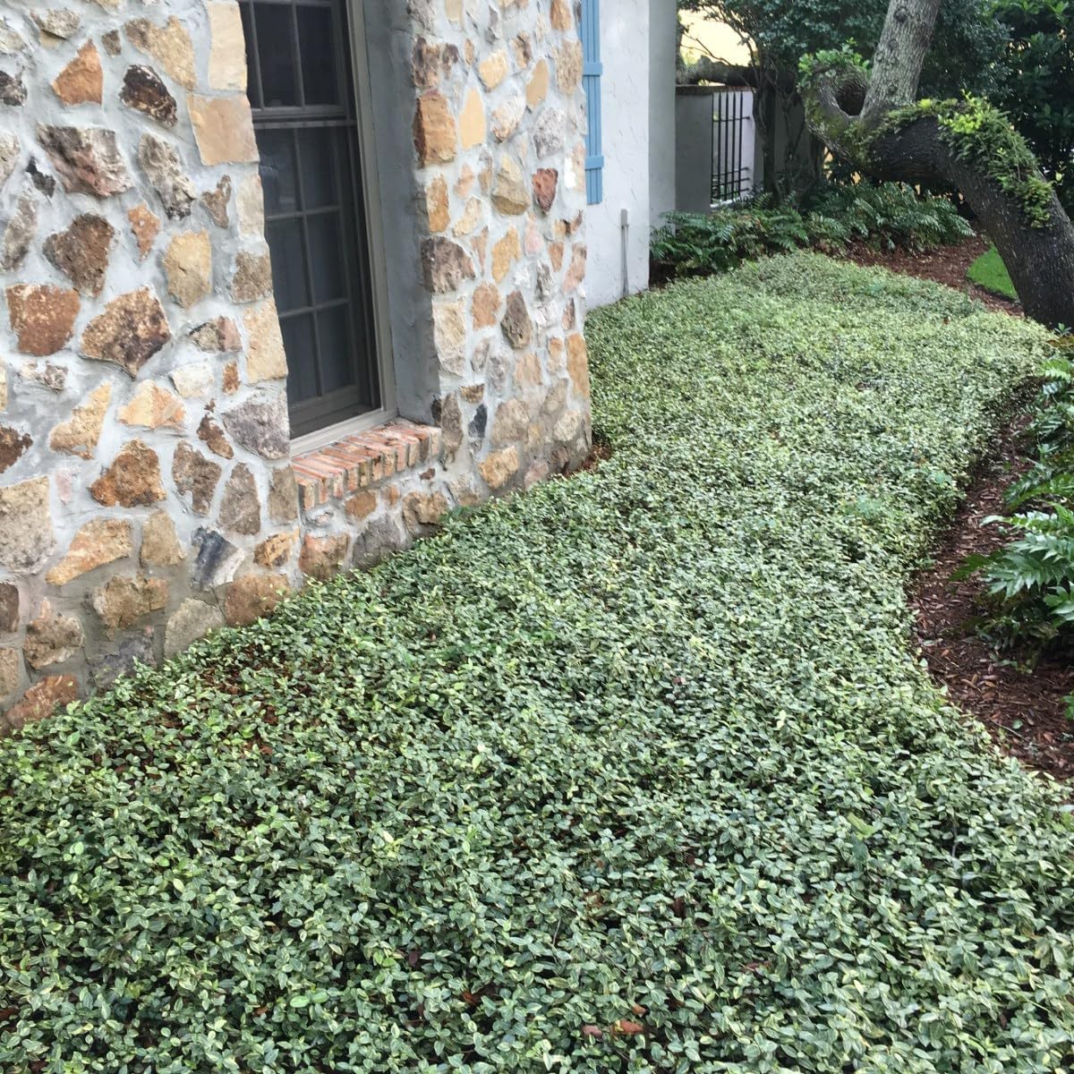 Jasmine Asiatic Variegated Plants | 30 Live 4 Inch Pots | Trachelospermum Asiaticum 'Variegata' | Fragrant Ground Cover | Evergreen Vine