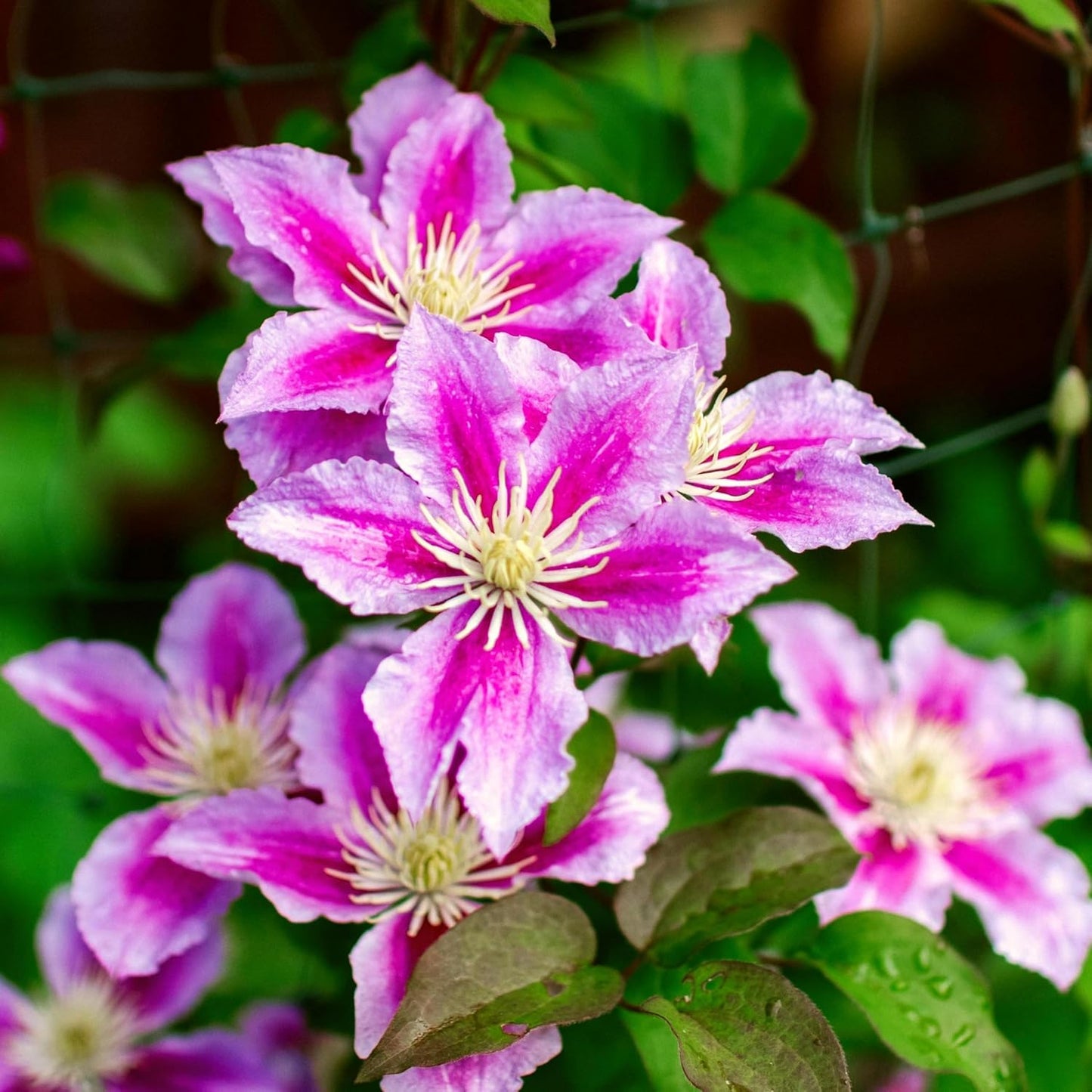 CarpetC 200+ Mixed Clematis Seeds for Planting, Perennial Climbing Vine Large Blooms, Non-GMO Heirloom Flower Seeds for Trellises, Arbors & Garden Fences