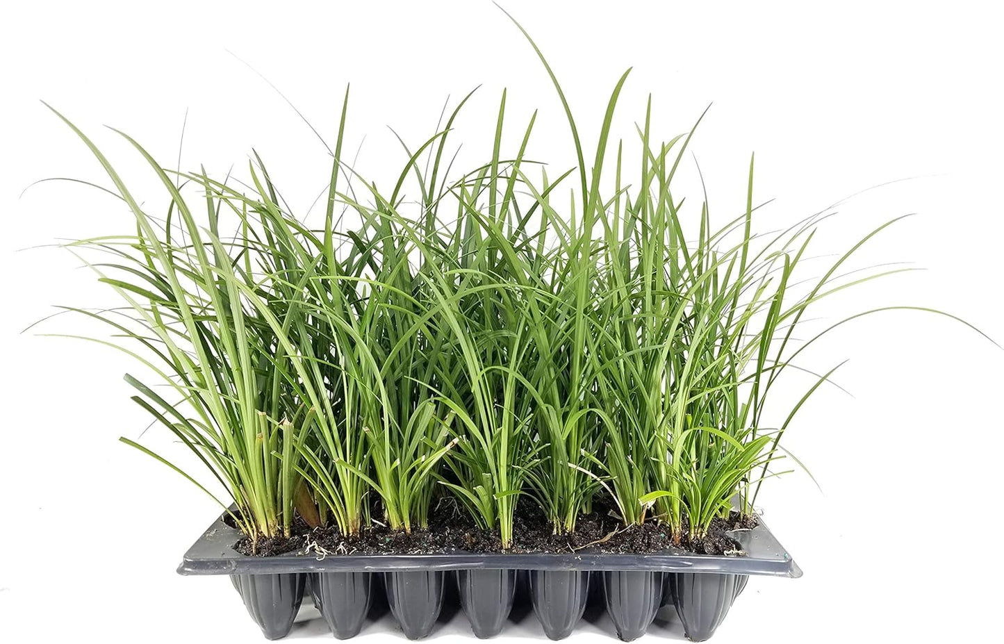 Evergreen Giant Liriope Muscari - 3 Live Plants - Drought Tolerant Low Maintenance Evergreen Groundcover Grass