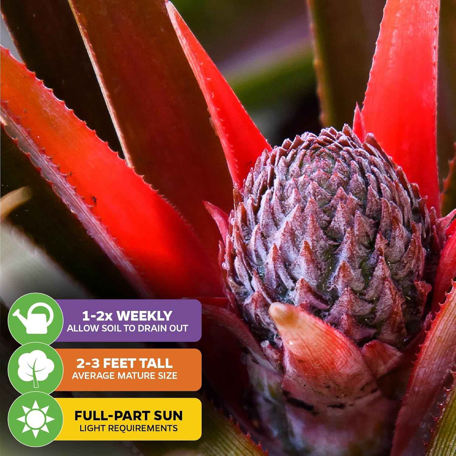 Sugarloaf Pineapple (Kona Sugarloaf) Live Plant - Ananas Comosus - Wellspring Gardens Starter Plant - Ideal Pineapple Plant Live Easy to Grow Starter Plant Great for Outdoor & Patio (2-Pack)