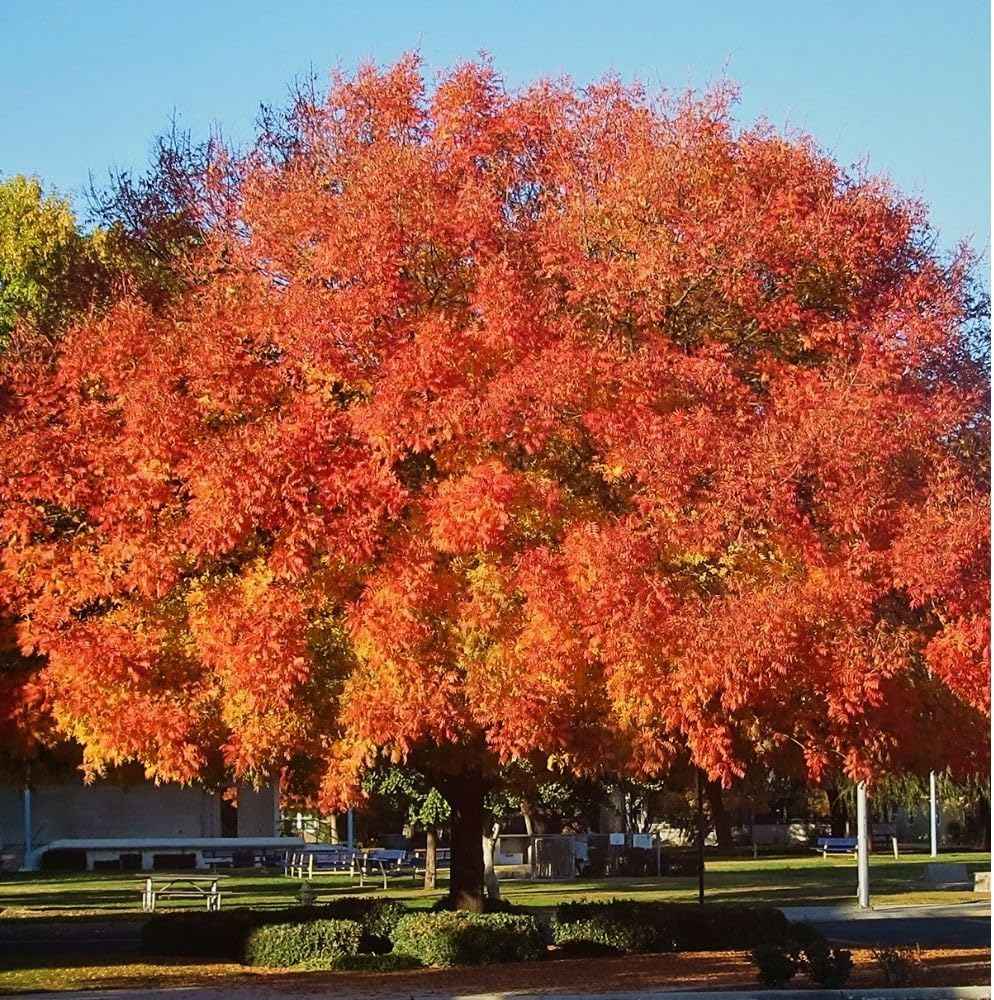 Chinese Pistache, Deciduous, Shade Tree, Drought Tolerant, Hardy, Medium Sized, Medium Growth Rate, 1-2 ft Tree Height, 1 gal Grower Pot (Due to Agricultural Laws, we Cannot Ship to CA, AZ, AK, or HI)