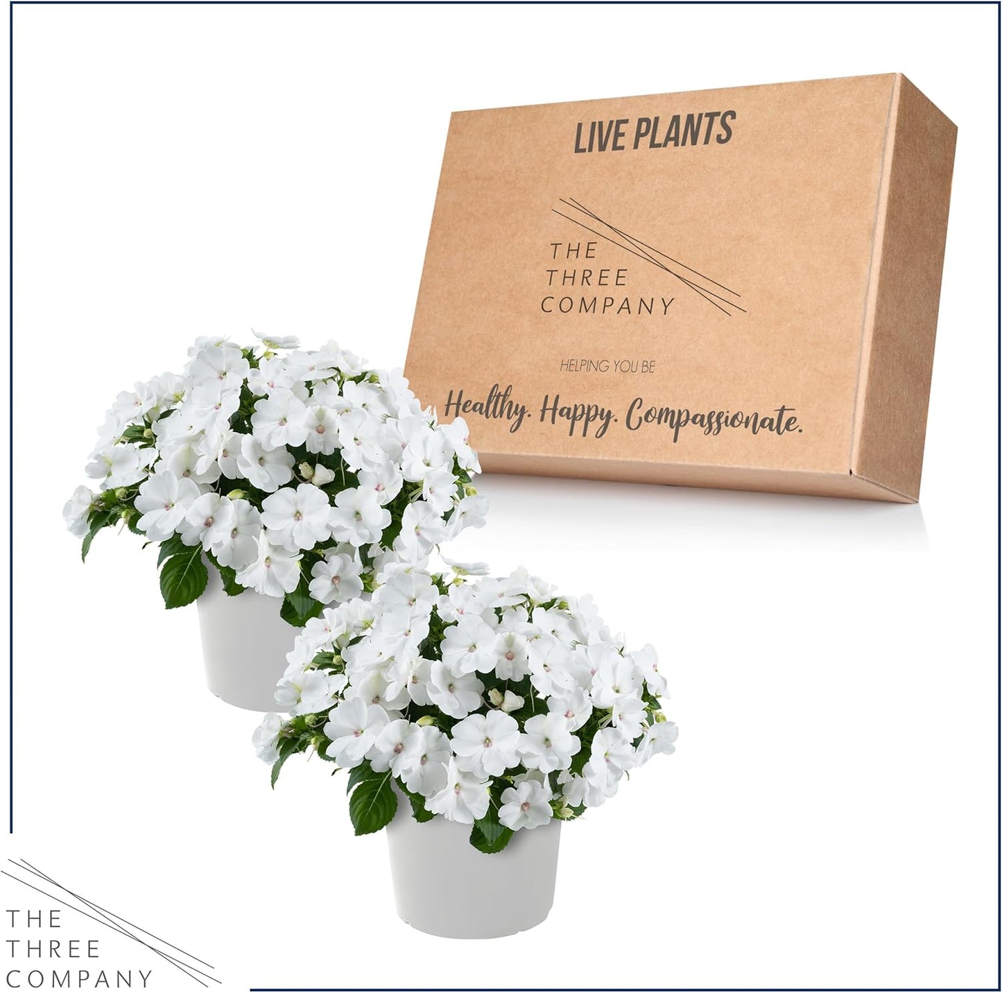 Live Flowering New Guinea Impatiens - White (3 Plants Per Pack) - Beautiful Shade Flowers - 12" Tall by 5" Wide in 1 Qt Pot