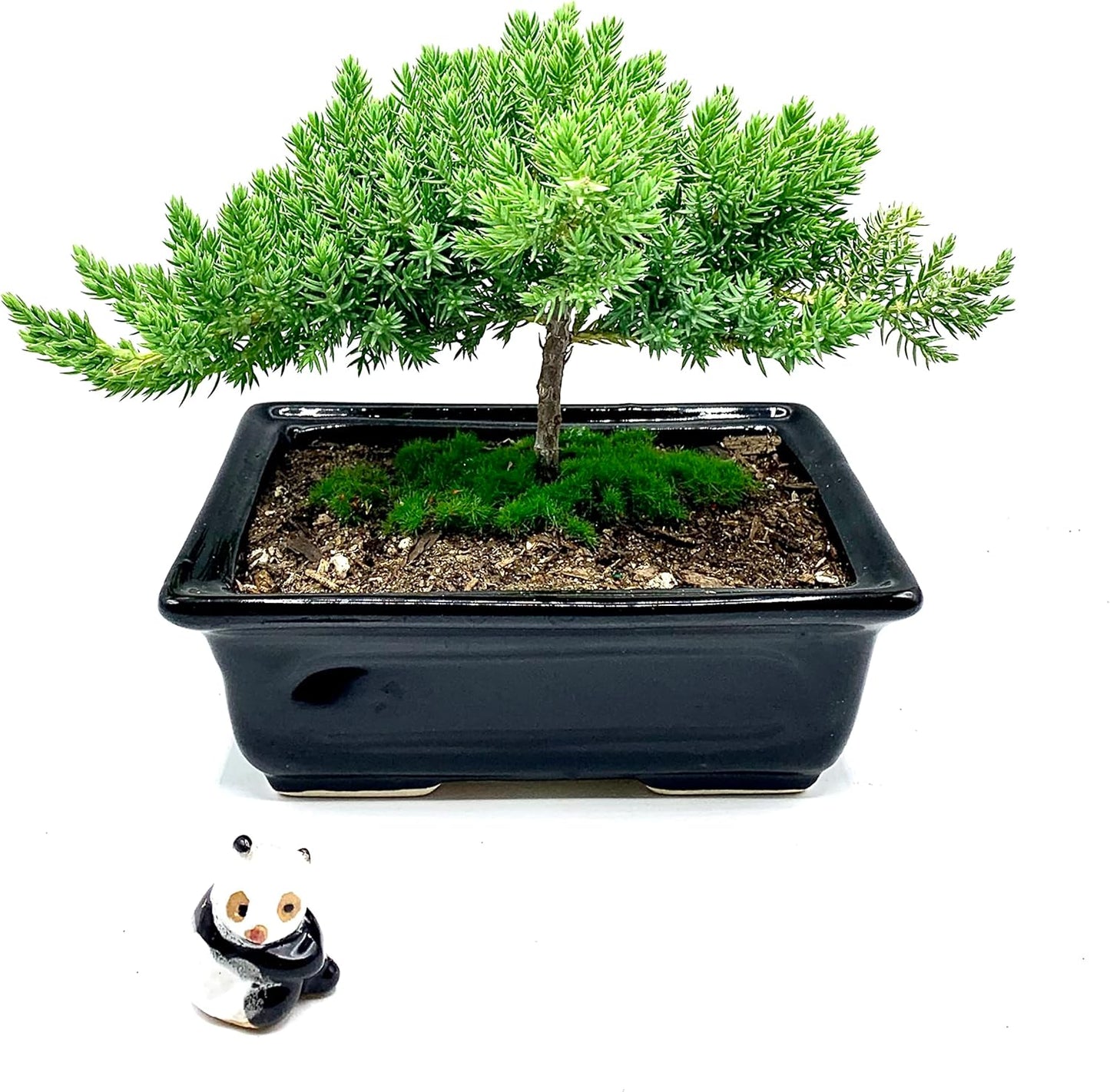 Live Dwarf Juniper Bonsai Tree 4-5years Old with Cute Ceramic Panda | Juniper or Jade Bonsai Tree | Indoor/Outdoor | 100% Handcrafted| Home and Office Décor | Best Gift for Holiday