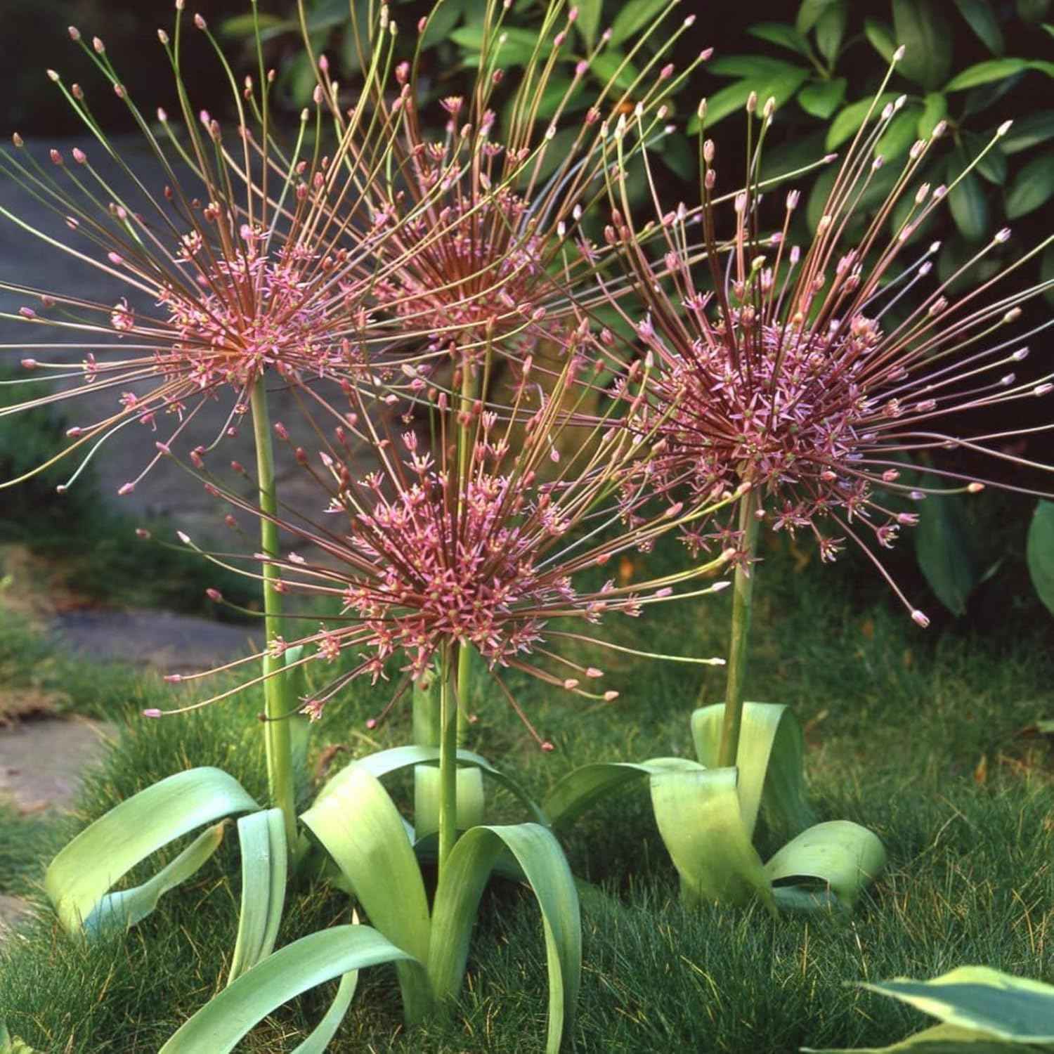 Votaniki Schubertii Allium Bulbs - Spectacular Blooms, Allium Schubertii (Ornamental Onion) | Spring Blooming Perennial - Easy to Grow (5 Pack)