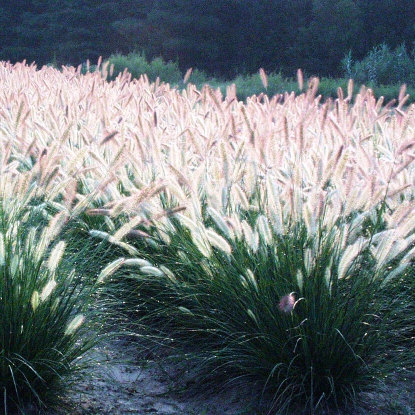 1 Ornamental Grass Plants Live Clumps - 8-12 Inc Tall - White Fountain Grasses Live Plants Perennial