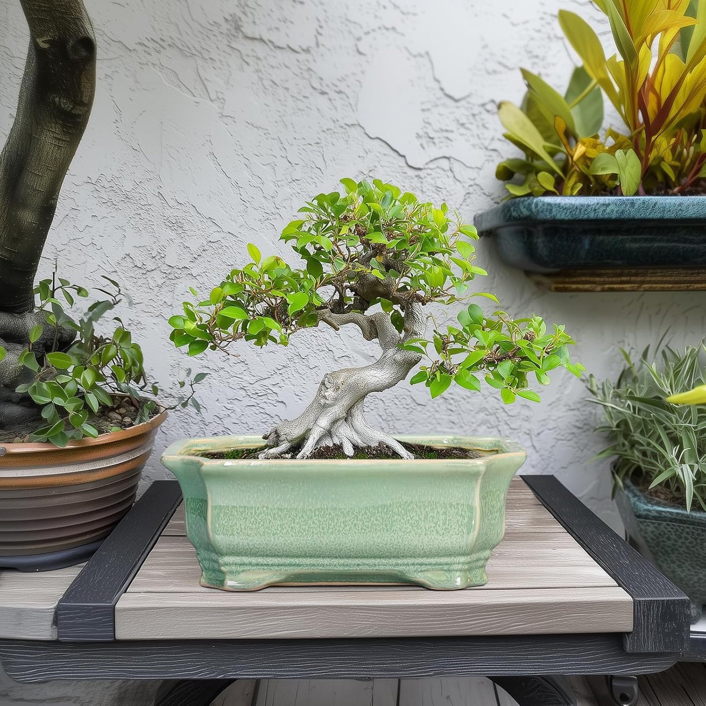 Bonsai Tree Pot 11.6 Inch - Ceramic Succulent Pots, Bonsai Planter for Indoor Outdoor, Decorative Plant Pot with Drainage Hole, Rectangular Flower Pot, Home Garden Decor, Garden Gifts, Green