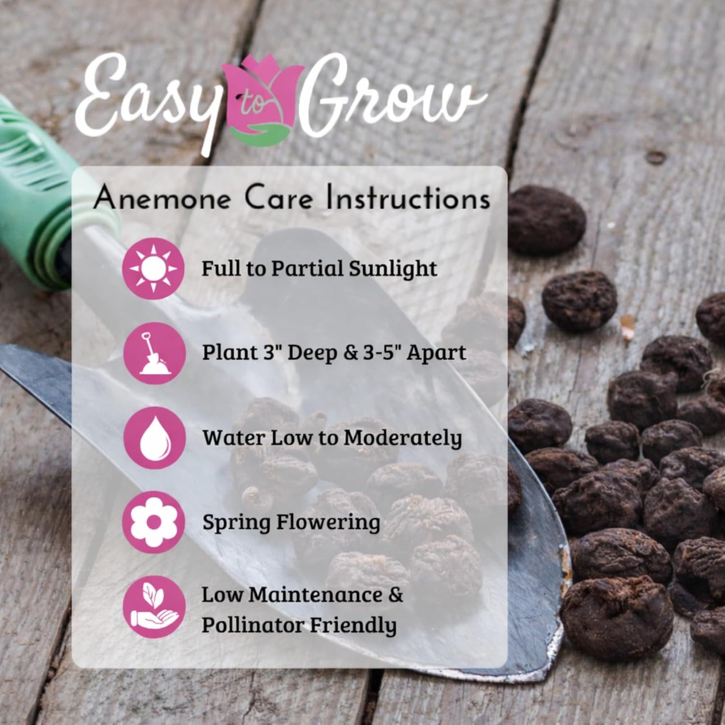 Easy to Grow Anemone Rosea Pack of 20 Flower Bulbs - Spring Pink Flowers in Full Sun, Great for Cutting