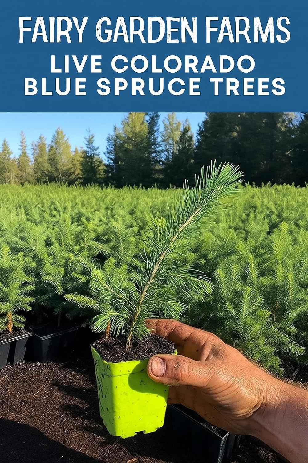 Colorado Blue Spruce Live Tree Seedling, San Juan Variety, 1 Year Old, 3-Inch Pot, Light Blue-Green