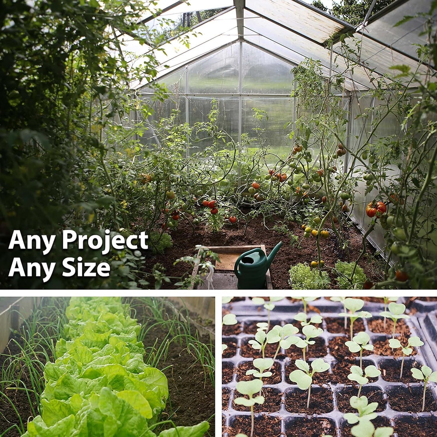 Thai Ornamental Hot Pepper 1 Lb ~195,000 Seeds – Non-GMO, Heirloom, Open-Pollinated – 50K–100K SHU – Compact, Upright Plants – Edible & Decorative – Heat-Tolerant