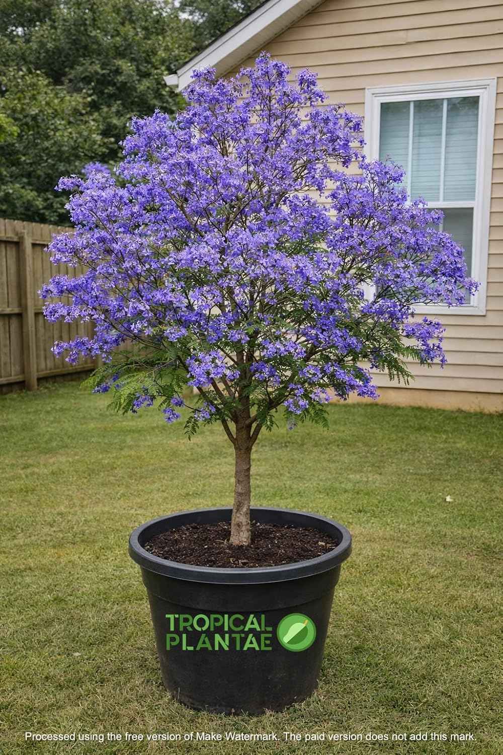 Jacaranda Tree (Jacaranda mimosifolia) – Live Ornamental Flowering Tree – USDA Certified