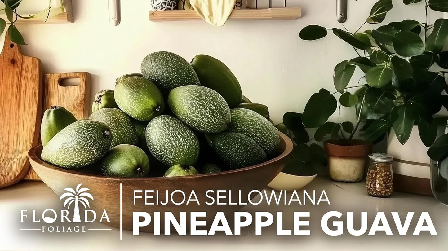 Pineapple Guava - 50 Live Plants - Feijoa Sellowiana - Edible Fruit and Flowering Foliage