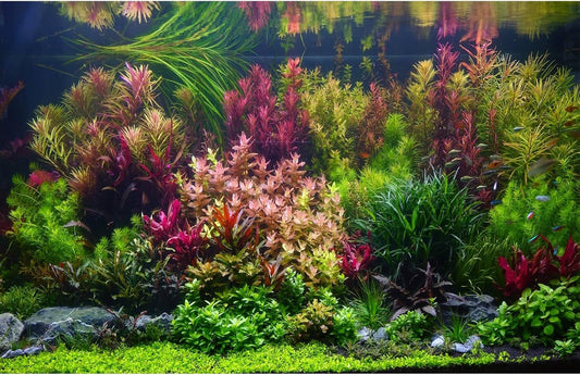 Aquarium Background Various Vivid Fresh Underwater Aquatic Plant Fish Tank Aquarium Backdrop Stone River Bed and Lake Fish Terrarium Background Decor Vinyl 36x24in