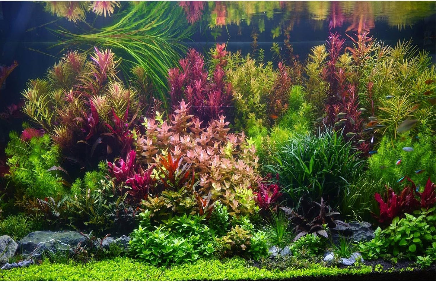 Aquarium Background Various Vivid Fresh Underwater Aquatic Plant Fish Tank Aquarium Backdrop Stone River Bed and Lake Fish Terrarium Background Decor Vinyl 72x24in