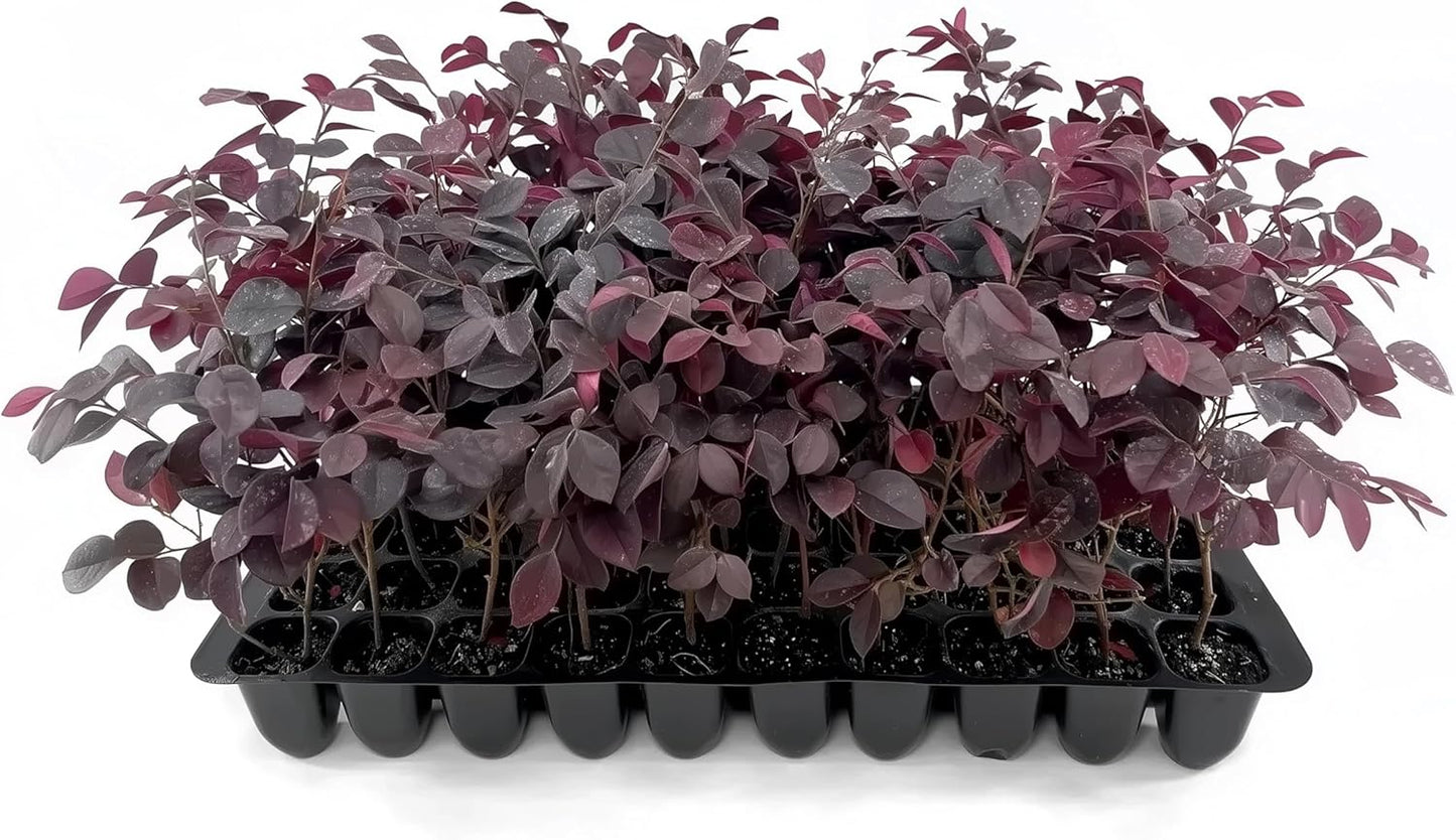 Loropetalum Carolina Midnight | 10 Live Plants | Loropetalum Chinense | Purple Foliage Shrub | Ornamental Landscape Bush | Fast Growing Plants