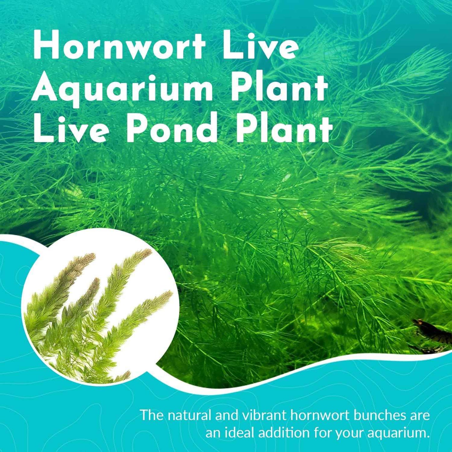 Hornwort 10-Pack Live Aquarium Plants Bundle for Freshwater Aquarium and Ponds by Canton Aquatics