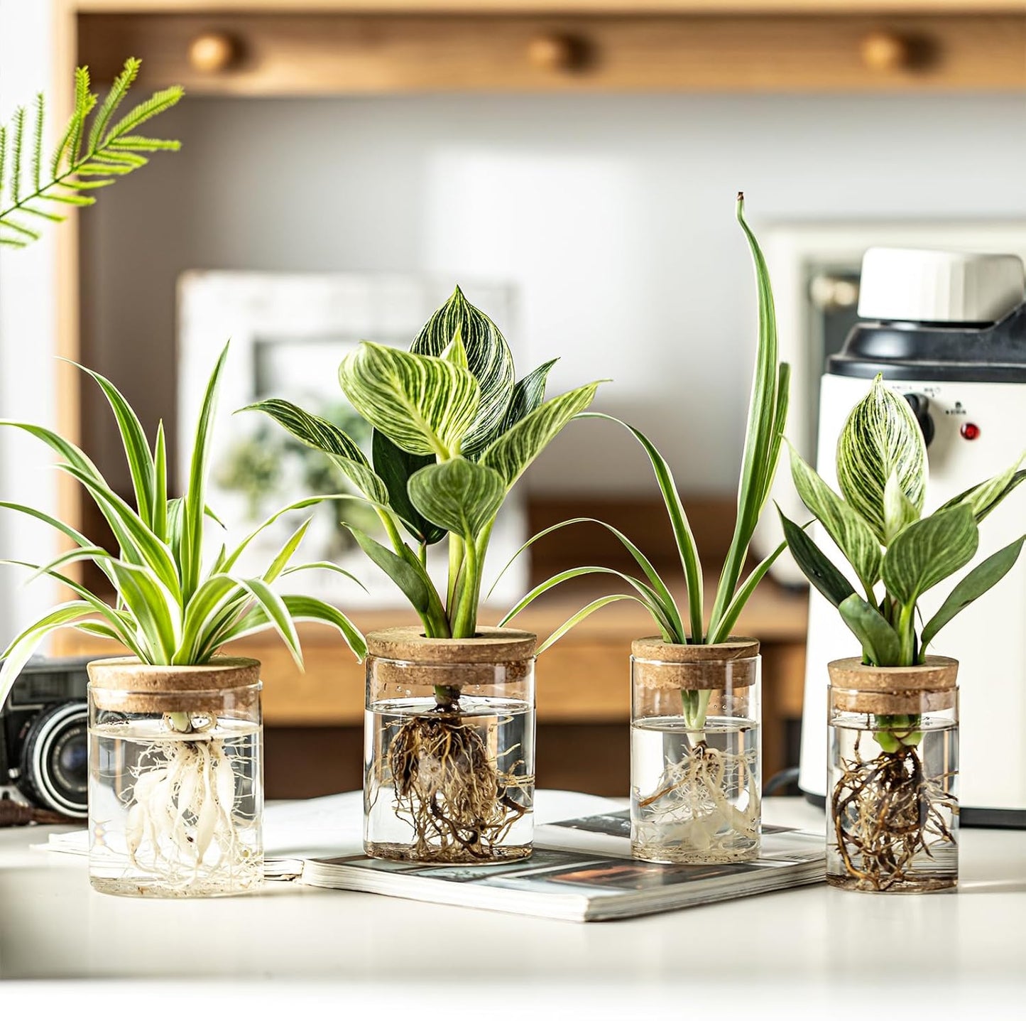 Glass Plant Propagation Stations for Plants – Set of 4(6 Large & 6 Small) Hydroponic Vases for Plant Cuttings,Flower Arrangements, Home & Office Decor–Desktop Vases for Living Room, Bedroom (12)
