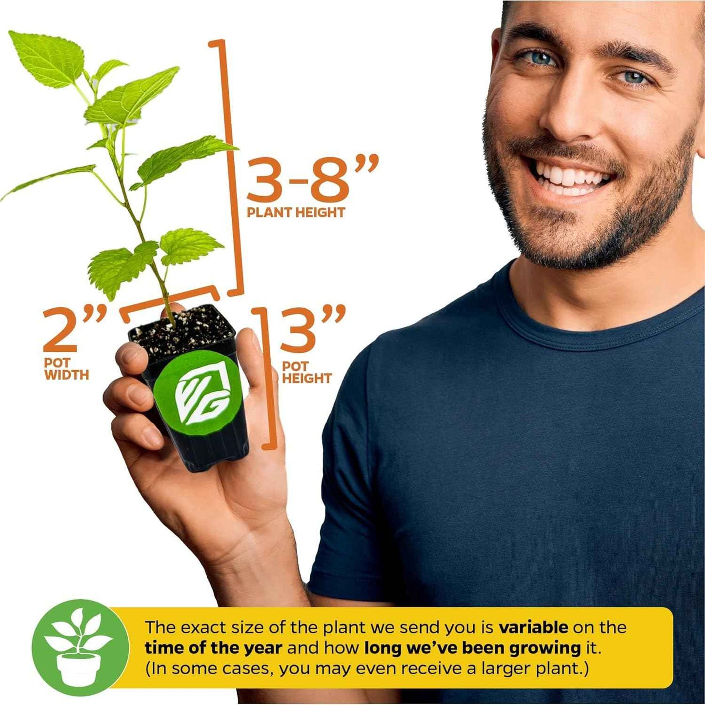 Dwarf Everbearing Black Mulberry Tree Live Plant – Morus nigra – Wellspring Gardens - Premium Fruit Tree for Indoor & Outdoor Planting – Ideal for Gardens, Patio, Landscaping (2-Pack)