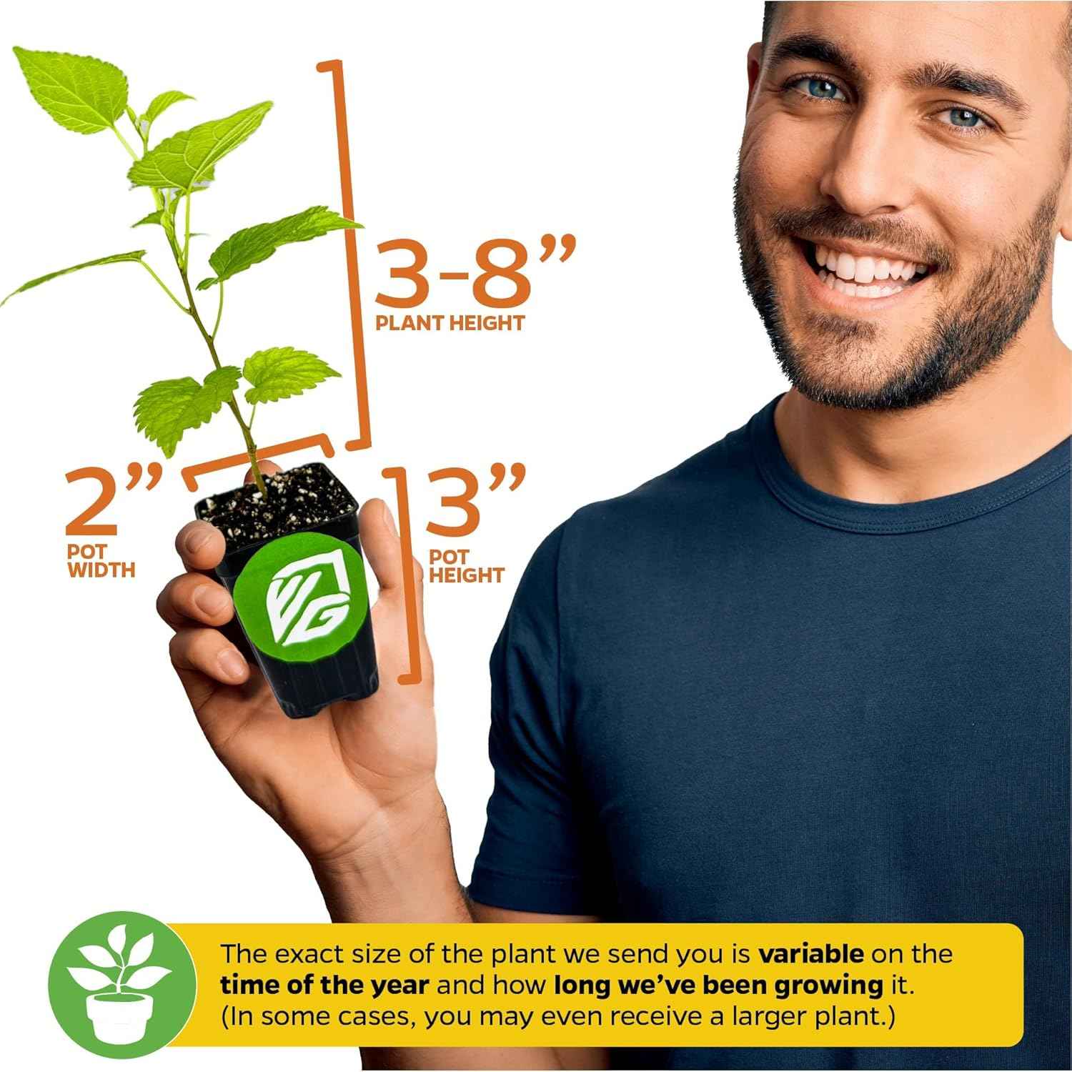 Dwarf Everbearing Black Mulberry Tree Live Plant – Morus nigra – Wellspring Gardens - Premium Fruit Tree for Indoor & Outdoor Planting – Ideal for Gardens, Patio, Landscaping (2-Pack)