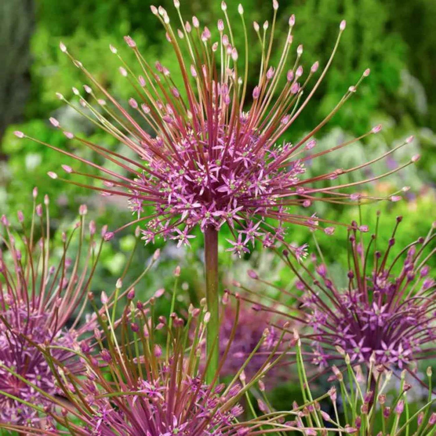 Votaniki Schubertii Allium Bulbs - Spectacular Blooms, Allium Schubertii (Ornamental Onion) | Spring Blooming Perennial - Easy to Grow (5 Pack)