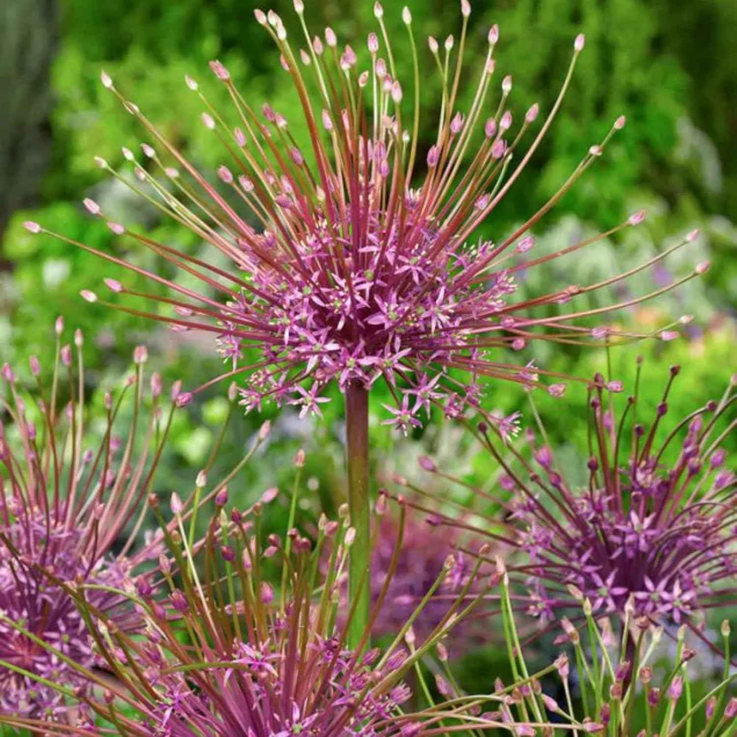 Votaniki Schubertii Allium Bulbs - Spectacular Blooms, Allium Schubertii (Ornamental Onion) | Spring Blooming Perennial - Easy to Grow (5 Pack)