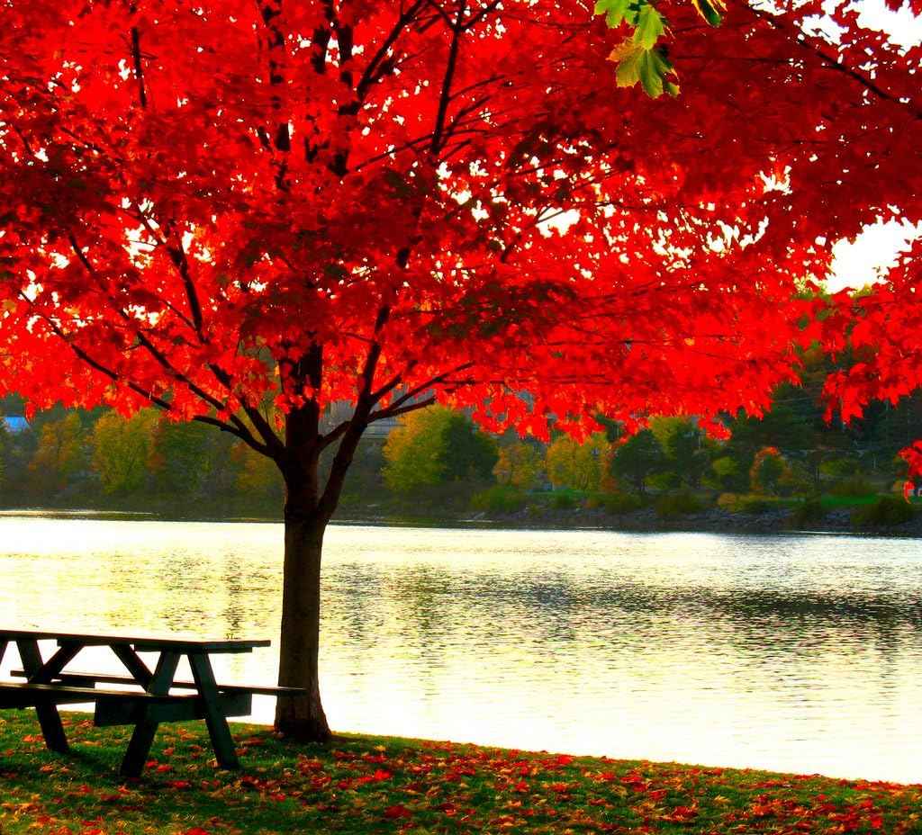 American Red Maple Shade Tree - Live Plant Shipped 2 to 3 Feet Tall by DAS Farms