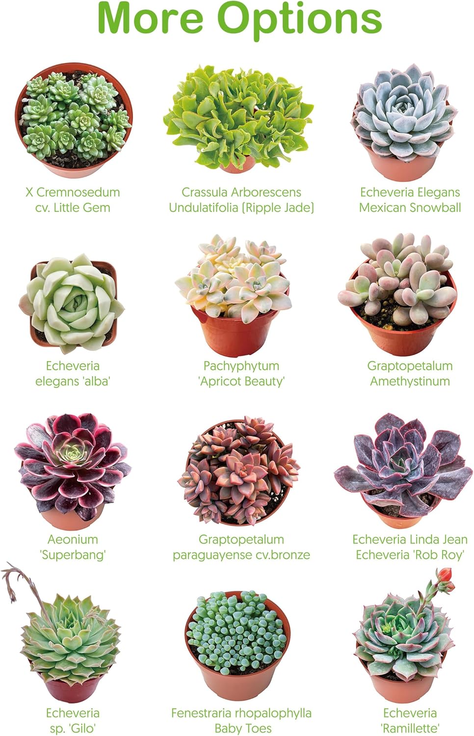 Live Succulents Aeonium 'Pink Wich' (4-inch), Succulent Plants Fully Rooted in Pots with Soil, Easy-Care House Plant for DIY, Home Office Decor, Wedding Party Favor