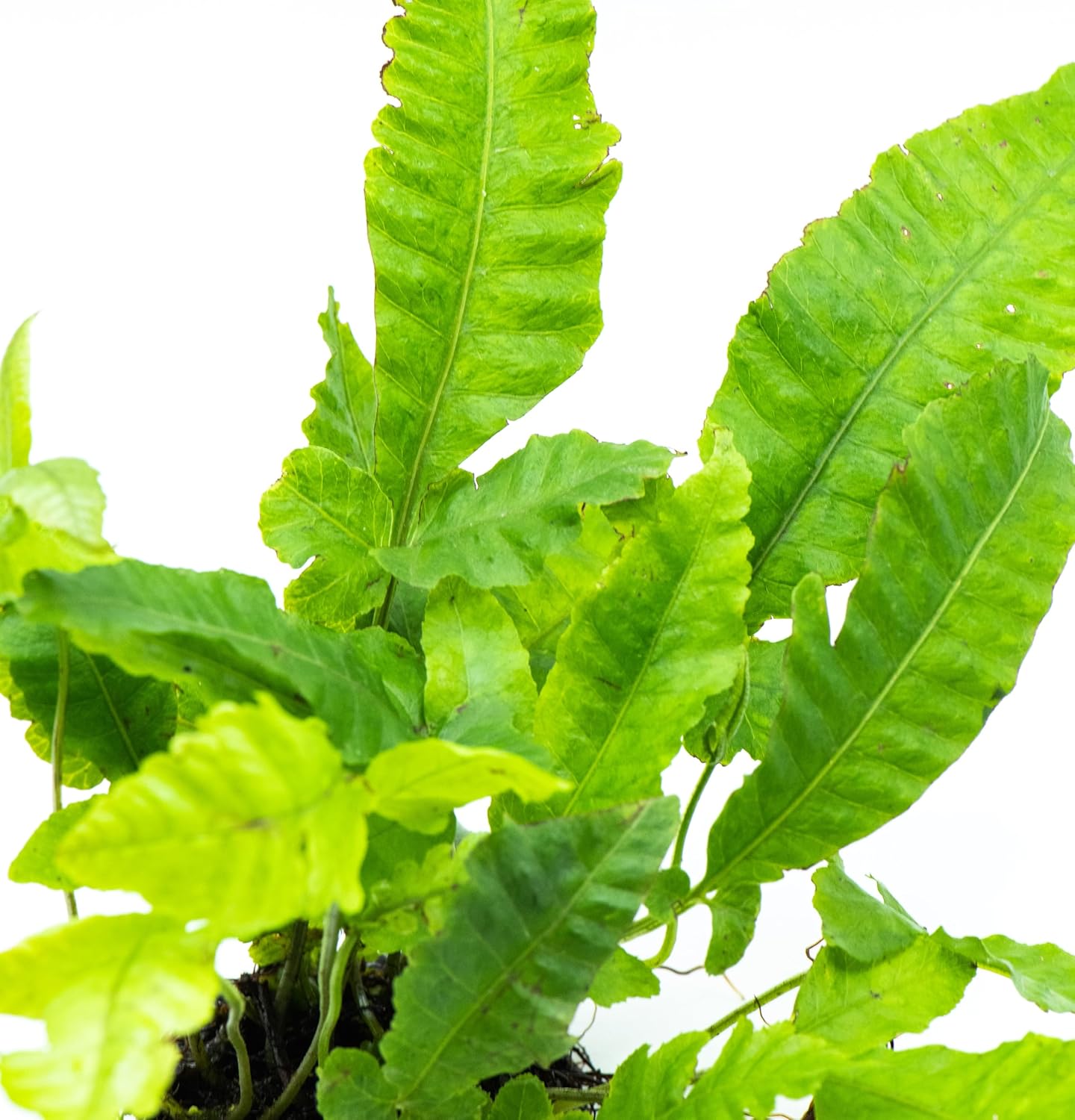 Java Fern Live Aquarium Plants – Windelov, Narrow Leaf & More– Easy Aquascaping Plants for Freshwater Tanks, Low Light, No CO₂ (Bolbitis Heteroclita on Nutripad)